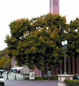 Chinese rain tree has been widely planted  as an ornamental landscape or street tree.  