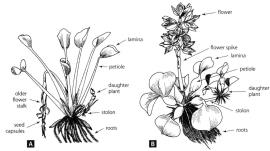 Line drawing showing the variation in form depending on growing conditions.