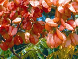 The papery red and pink fruit are prominent during summer.