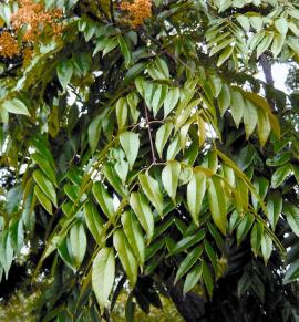 The leaves are dark green on top and lighter green below.