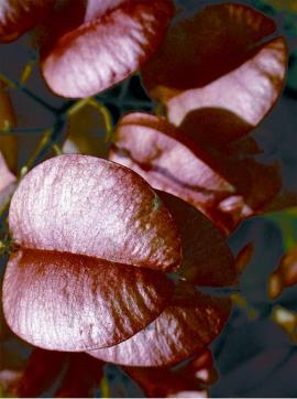 Each fruit divides  into three sections.