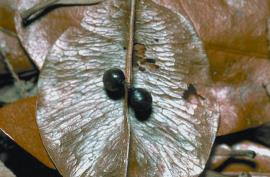 The seeds are  small, black and round and are covered with  a hard casing. 