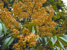 Branched clusters of yellow flowers are prominent during spring. 