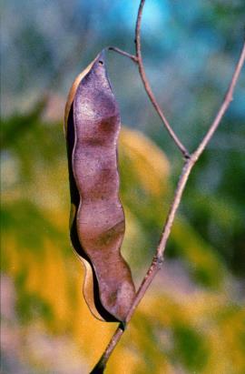 Seeds drop from the beaked seed pods during the dry season. 