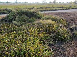 Flood stranded water hyacinth destroys fences, roads, infrastructure and pastures.