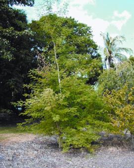 Cutch tree grows well in open areas but will not set seed or reshoot under a dense canopy.
