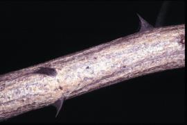 Thorns occur in pairs on the stem