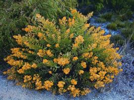 False yellowhead is most common in disturbed areas such as roadsides and walking trails.