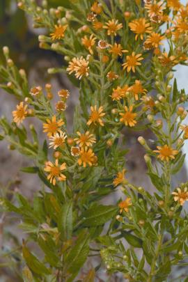 During summer and autumn, each bush can  have hundreds of yellow flowers.