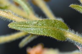 Hairs that cover the young stems and leaves exude a sticky foul-smelling oil.