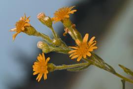The daisy-like flowers occur in groups of 4–12