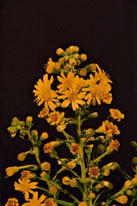 False yellowhead has spread hundreds of  kilometres in 50 years.