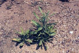 Stinkwort Dittrichia graveolens is a closely related agricultural weed of southern Australia.