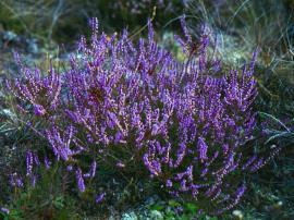 Flowering heather plants growing low to the ground.