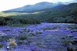 A dense infestation of heather in New Zealand. Heather covers over 6000 km2 in the high country of New Zealand.