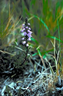 Lilac, bell shaped flowers clustered on a short leafy stalk.