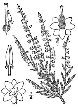 Drawings of heather showing a flowing branch. Also, drawings of individual flowers and buds.