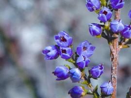 A close up of purple bell-shaped heather flowers.
