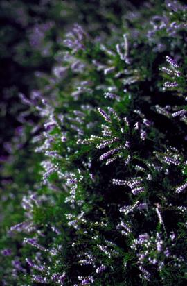 Heather plants with a mixture of white and purple flowers.