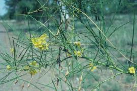 Parkinsonia leaves, flowers and pods. These flowers only have a small orange spot on the petal.