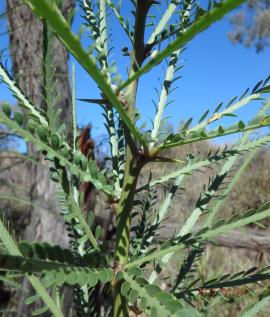 Parkinsonia has tiny oval leaflets in opposite pairs.