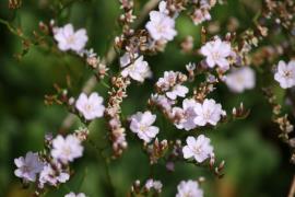 Sicilian sea lavender has small pink to lavender flowers.