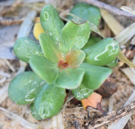 A Sicilian sea lavender seedling showing a rosette of green and reddish leaves.