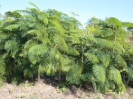 Cha-om is a shrub up to 5 m tall