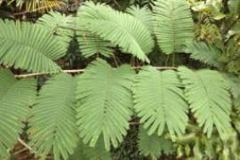 Cha-om leaves are fernlike with hundreds of small leaflets.