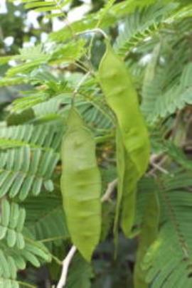 Cha-om has flattened pea-like pods.
