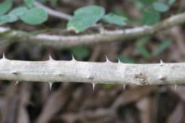 There are thorns along the stems of cha-om plants.