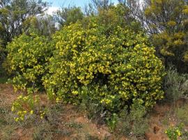 Boneseed is a bush up to 3 m tall.