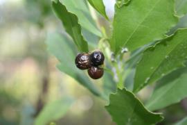 Boneseed fruit are black when ripe.