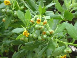 Boneseed leaves are toothed on the edges and the berries are round and fleshy.