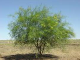 Parkinsonia tree in flower.