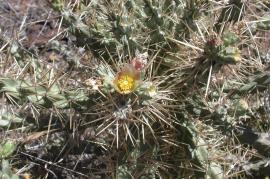 Brown spined Hudson pear spines are up to 7 cm long.