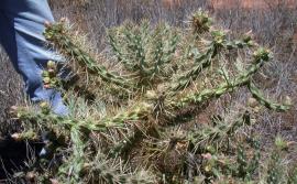 Brown spined Hudson pear has cylindrical stems covered in spines.