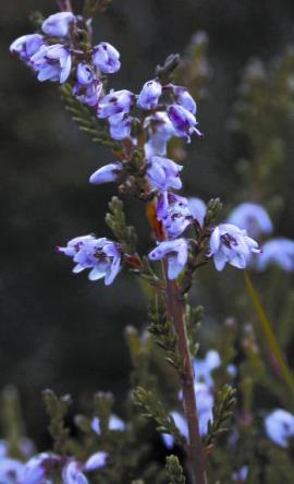 Pale purple bell shaped heather flowers. 