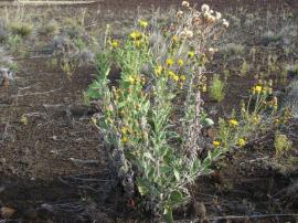 Telegraph weed is an upright herb.