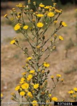Telegraph weed has yellow daisy-like flowers.