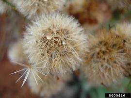 Telegraph weed seeds have a hairy pappus.