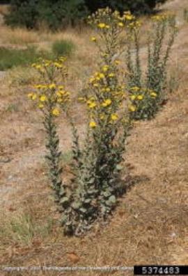 Telegraph weed stems may branch towards the top of the plant.