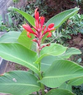 Canna lily has red or yellow flowers. (occasionally yellow with red spots or red with yellow spots)