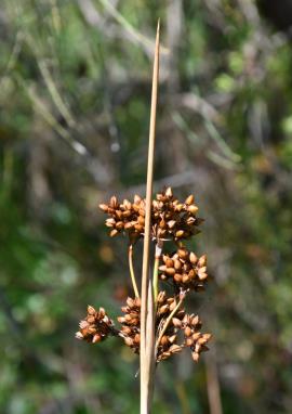 The stems and leaves of spiny rush have a very sharp tip.