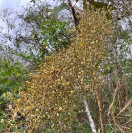 Plume poppy's can have up to 2000 fruit per cluster and produce over 300,000 fruit per year.