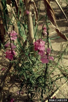 Witchweeds are parasites that grow on the roots of host plants. 