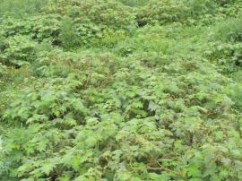 Tropical soda apple forms dense thickets that impede stock movement.
