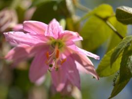 Banana passionfruit flowers have 5 pink petals and 5 similar looking pink (or white) sepals.