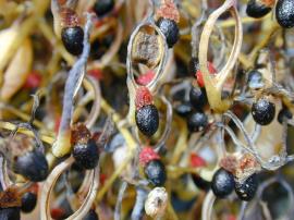 Plume poppy seeds are shiny and black with  a red fleshy part at one end.