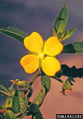 Ludwigia has yellow flowers that usually have 4 petals.